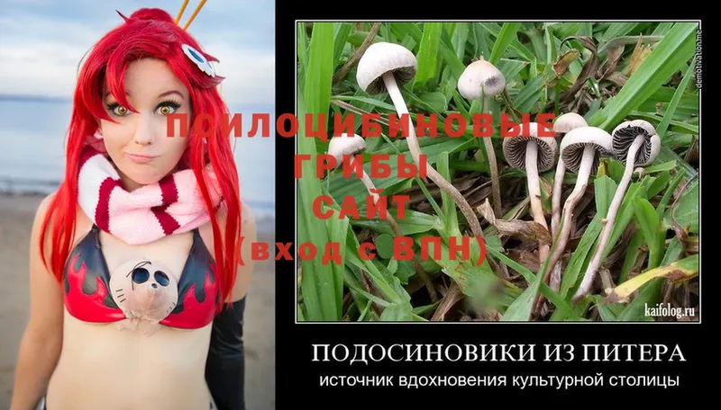 Галлюциногенные грибы MAGIC MUSHROOMS  купить наркоту  Ковылкино 